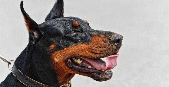 Are Dobermans Aggressive Dogs?