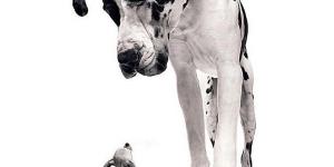 Cutest Large Dog Breeds List
