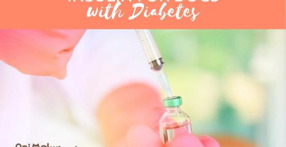 Insulin for Dogs with Diabetes - Dosage, Types and Price