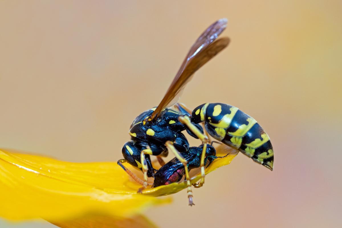 Do Wasps Bite or Sting?