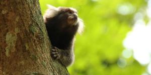 Marmosets as Pets: Guidelines and General Tips
