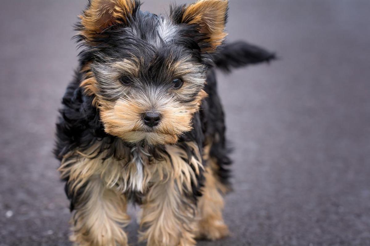 Yorkie Dog Names - Male And Female