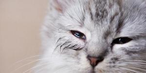 Chlamydiosis in Cats - Symptoms and Treatment