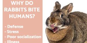 Why Do Rabbits Bite Humans?