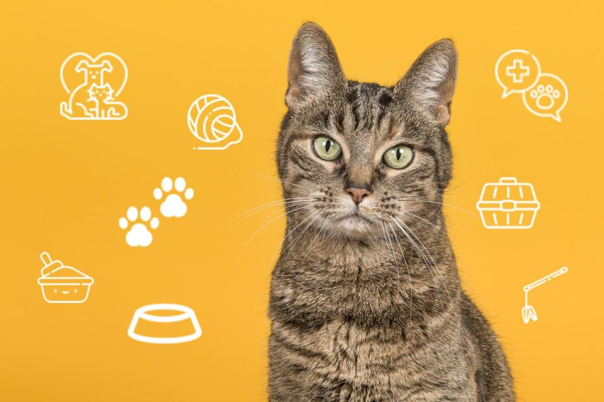 Understanding Cat Behavior - A Complete Guide