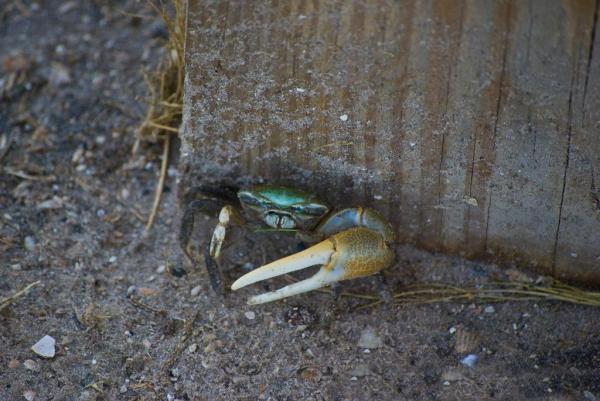 Different Crab Types with Names and Pictures - 1. Fiddler Crab