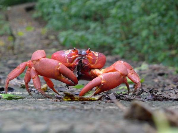 Different Crab Types with Names and Pictures - 2. Christmas Island red crab