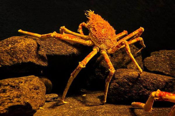 Different Crab Types with Names and Pictures - 3. Japanese giant crab