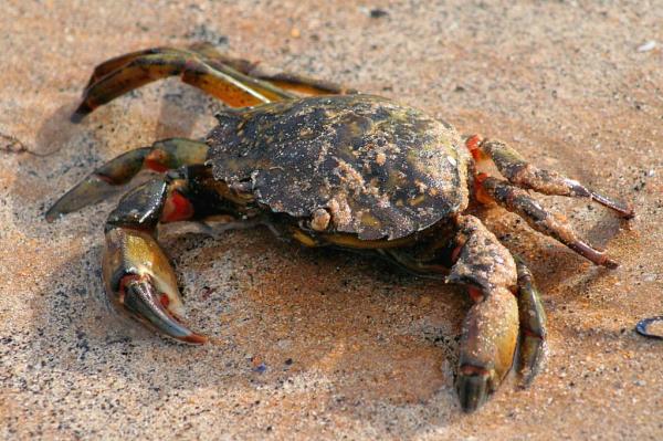 Different Crab Types with Names and Pictures - 4. Green shore crab