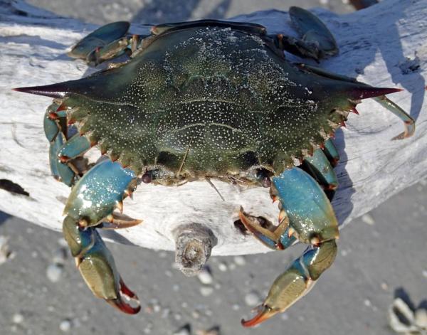 Different Crab Types with Names and Pictures - 5. Atlantic blue crab