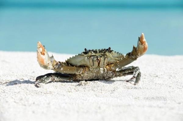 Different Crab Types with Names and Pictures - Crab characteristics 