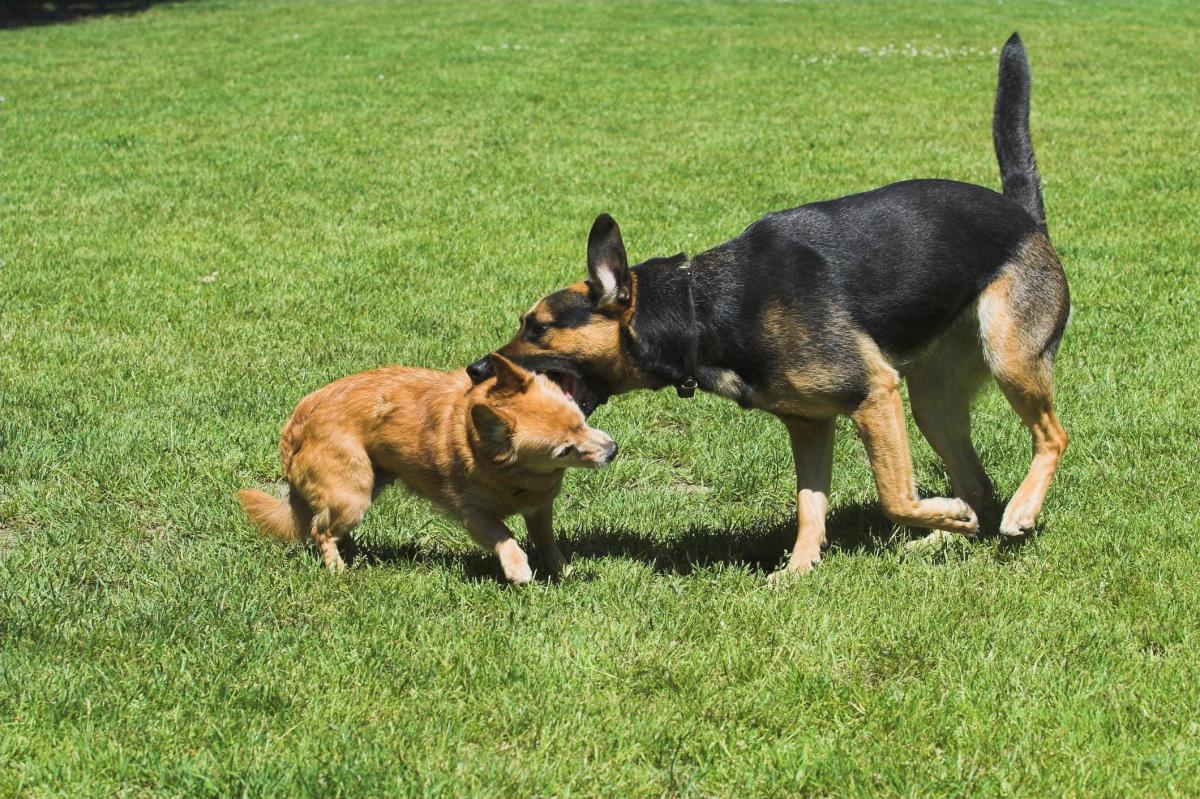 What to Do if My Dog Bites Another Dog?