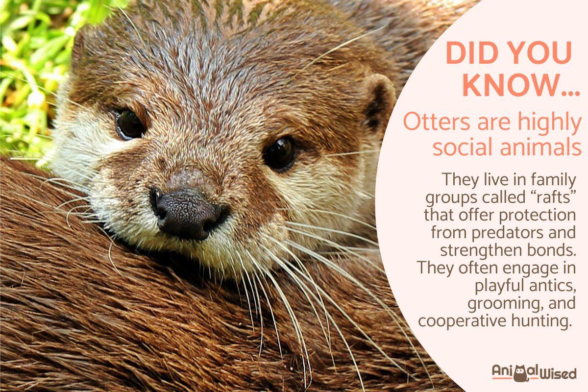 10 Interesting Facts about Otters