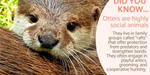 10 Interesting Facts about Otters