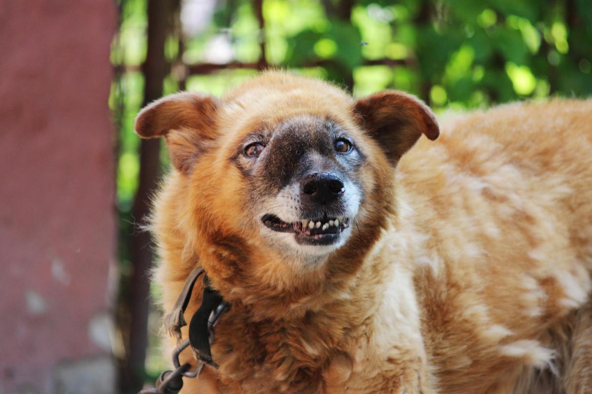 Adenocarcinoma in Dogs - Causes, Sign and Treatment