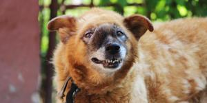 Adenocarcinoma in Dogs - Causes, Sign and Treatment