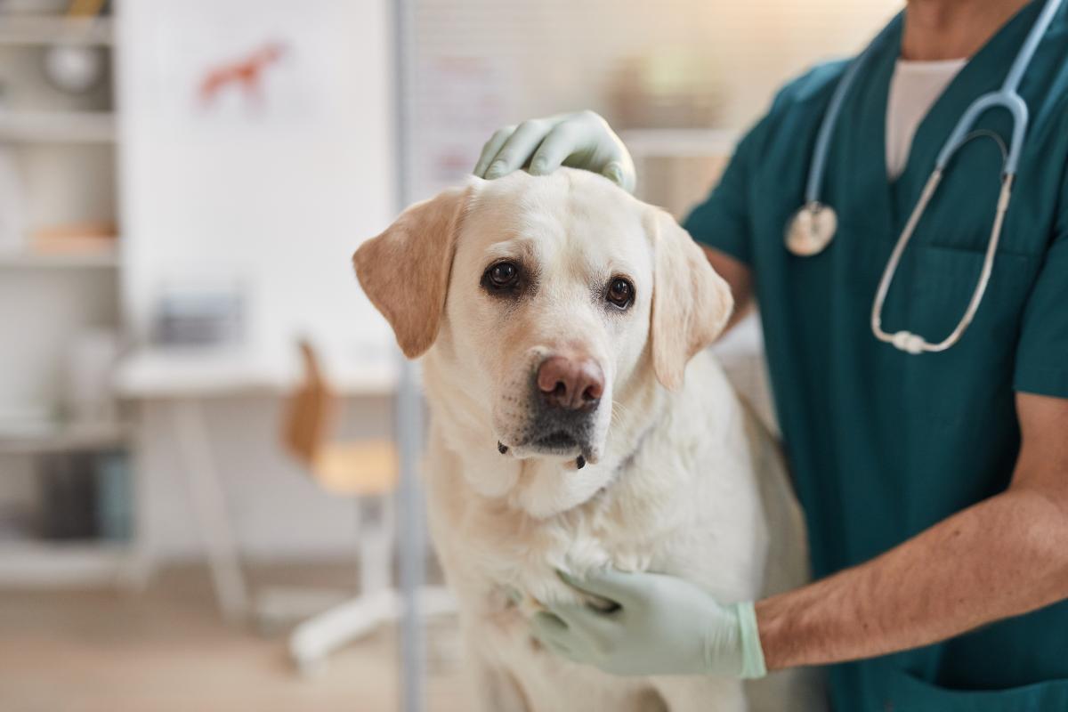 Low Albumin Levels in Dogs