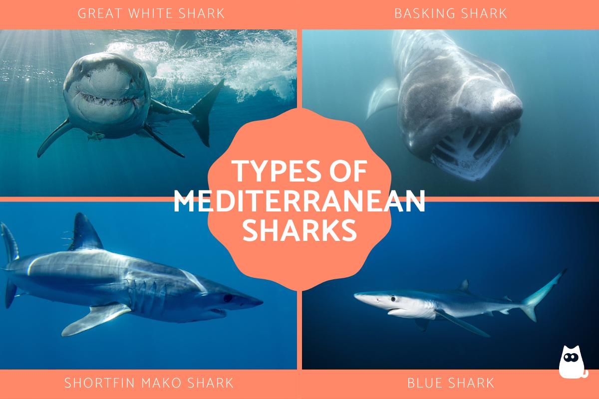 Sharks in the Mediterranean Sea