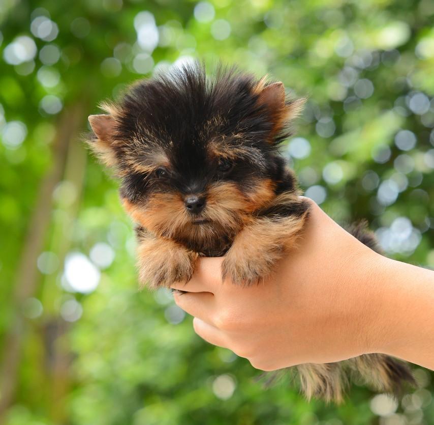 Mini tea cups dogs top