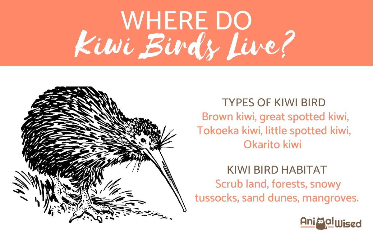 Where Do Kiwis Live? - Habitat and Distribution