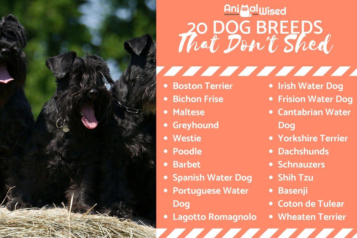 20 Dog Breeds That Don't Shed Hair