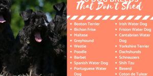 20 Dog Breeds That Don't Shed Hair