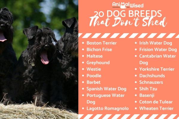 20 Dog Breeds That Don't Shed Hair