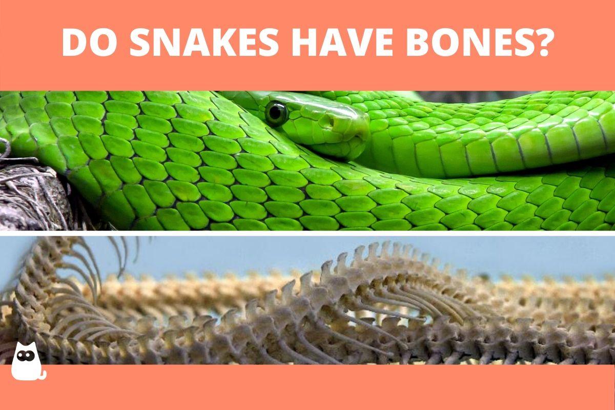 Do Snakes Have Bones?