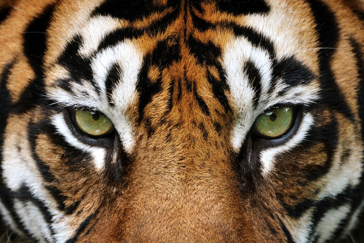 How Do Tigers Hunt?