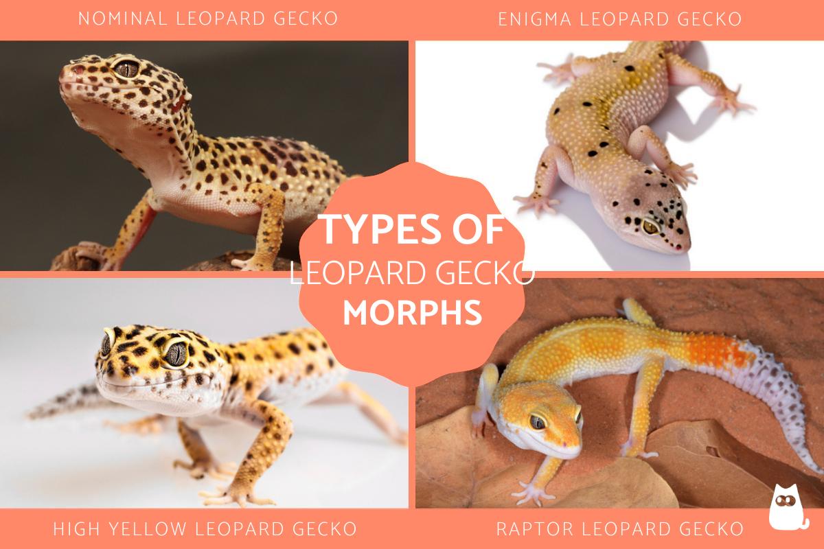seltene Leopardgecko Morphs