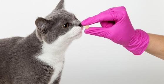 Antihistamines for Cats - Dosage, Types and Side Effects