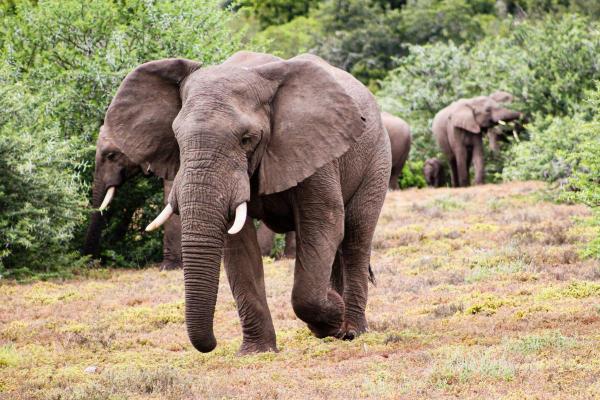 Why Can't Elephants Jump? - - Do elephants have knees?