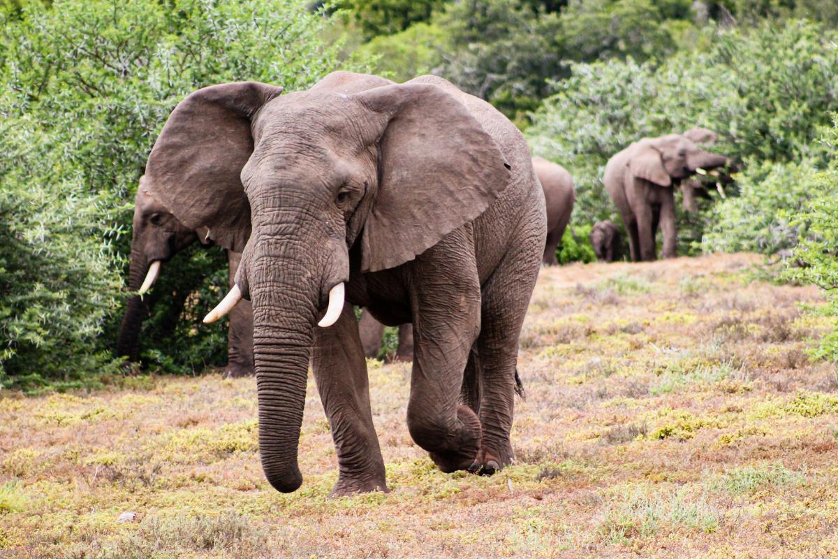 Can Elephants Jump? - Reasons Why Elephants Can't Jump