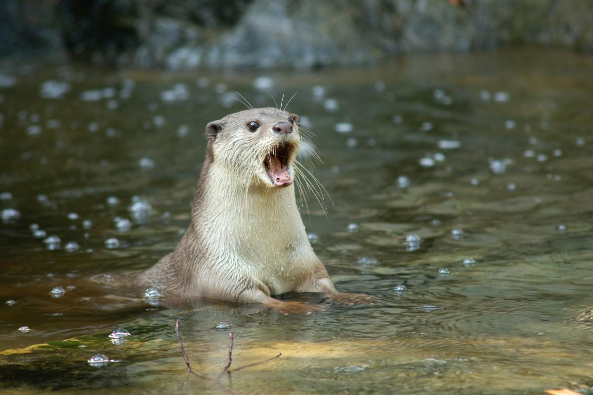 Are Otters Dangerous? - Aggressive Otters