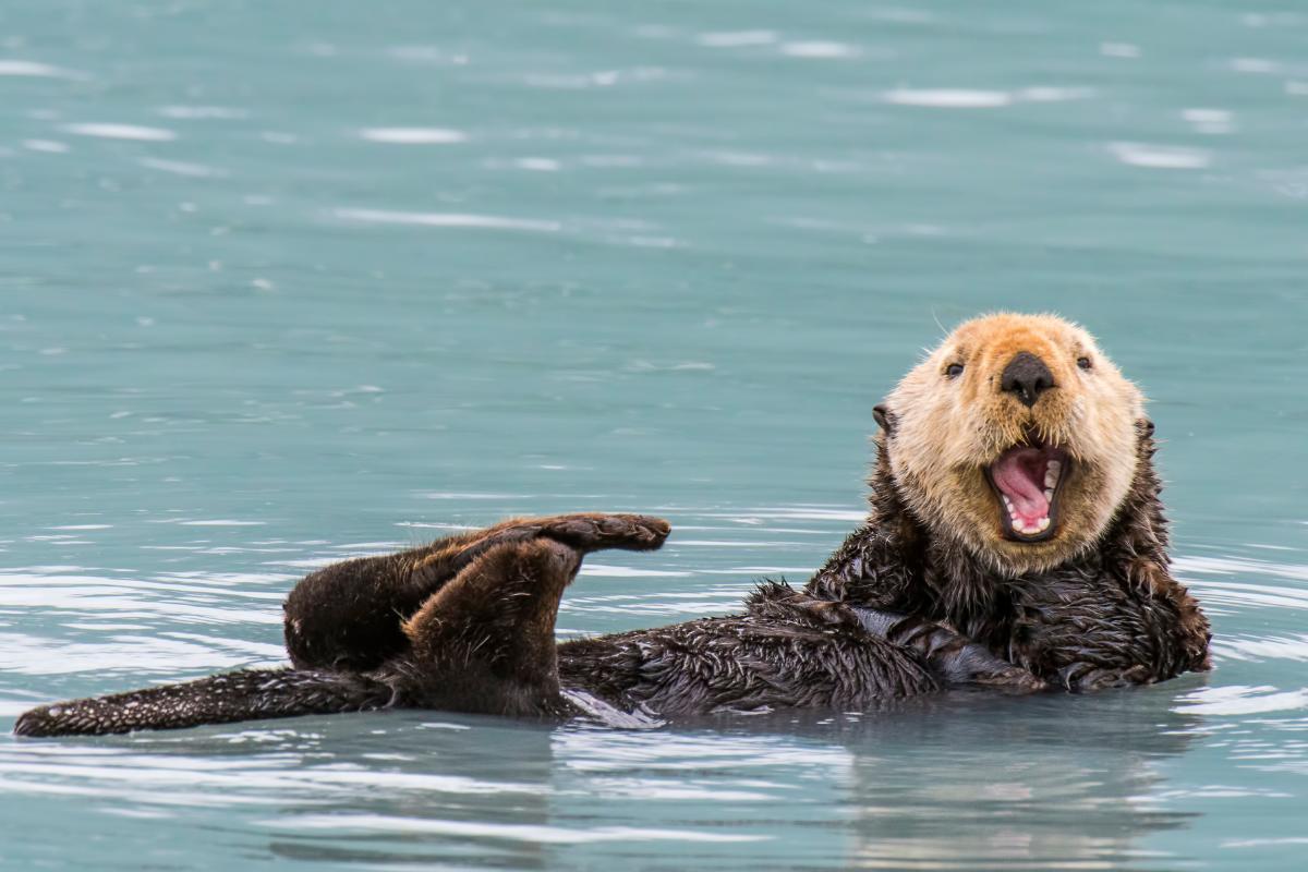 Are Otters Dangerous? - Reasons Otters Are Aggressive