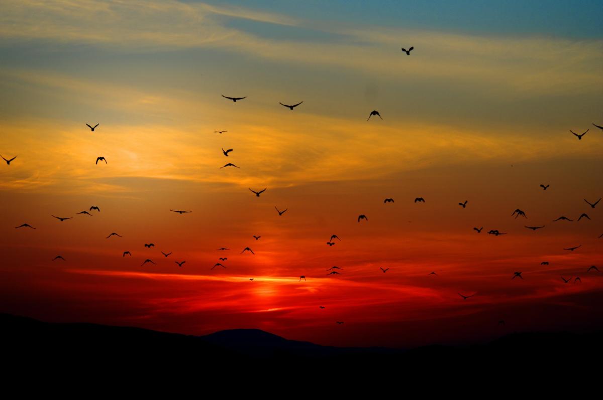 What is the Smallest Bird in the World? - With Pictures