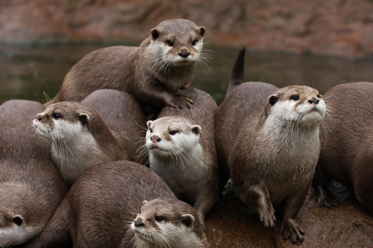 Are Otters Dangerous? - Reasons Otters Are Aggressive