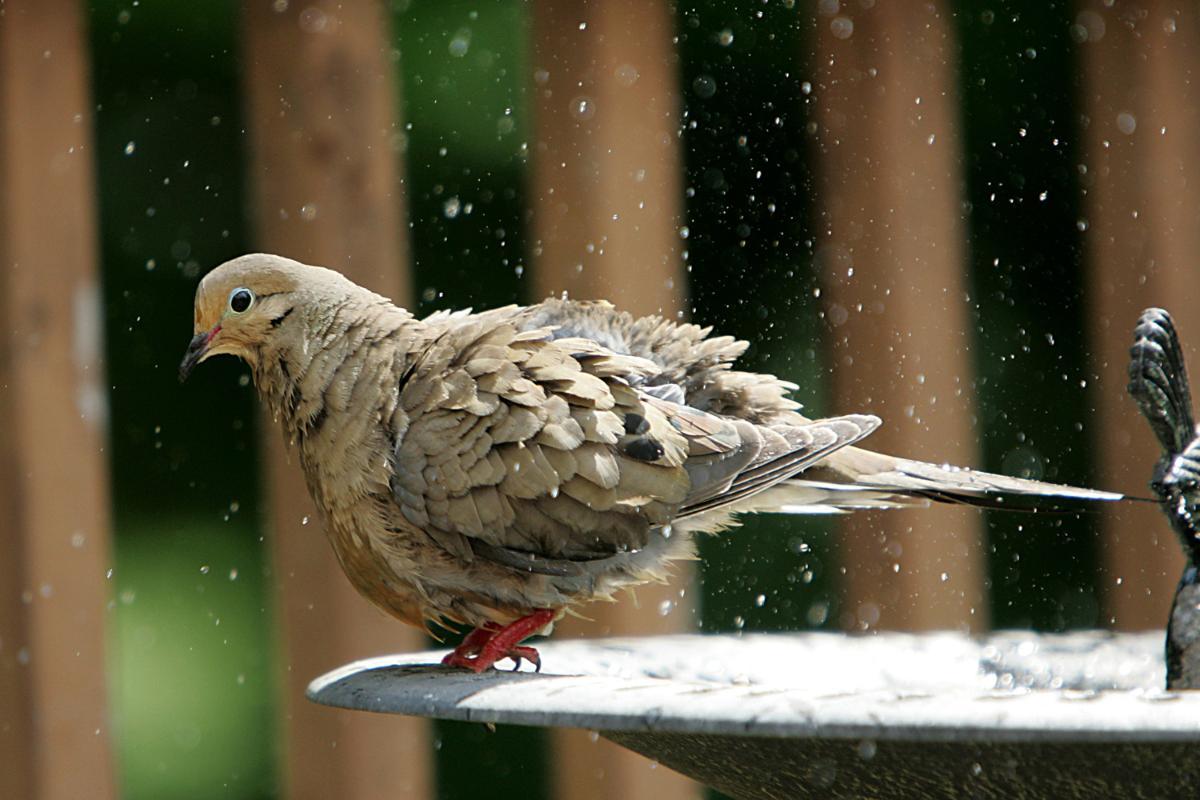 Why Do Birds Puff Up Their Feathers?