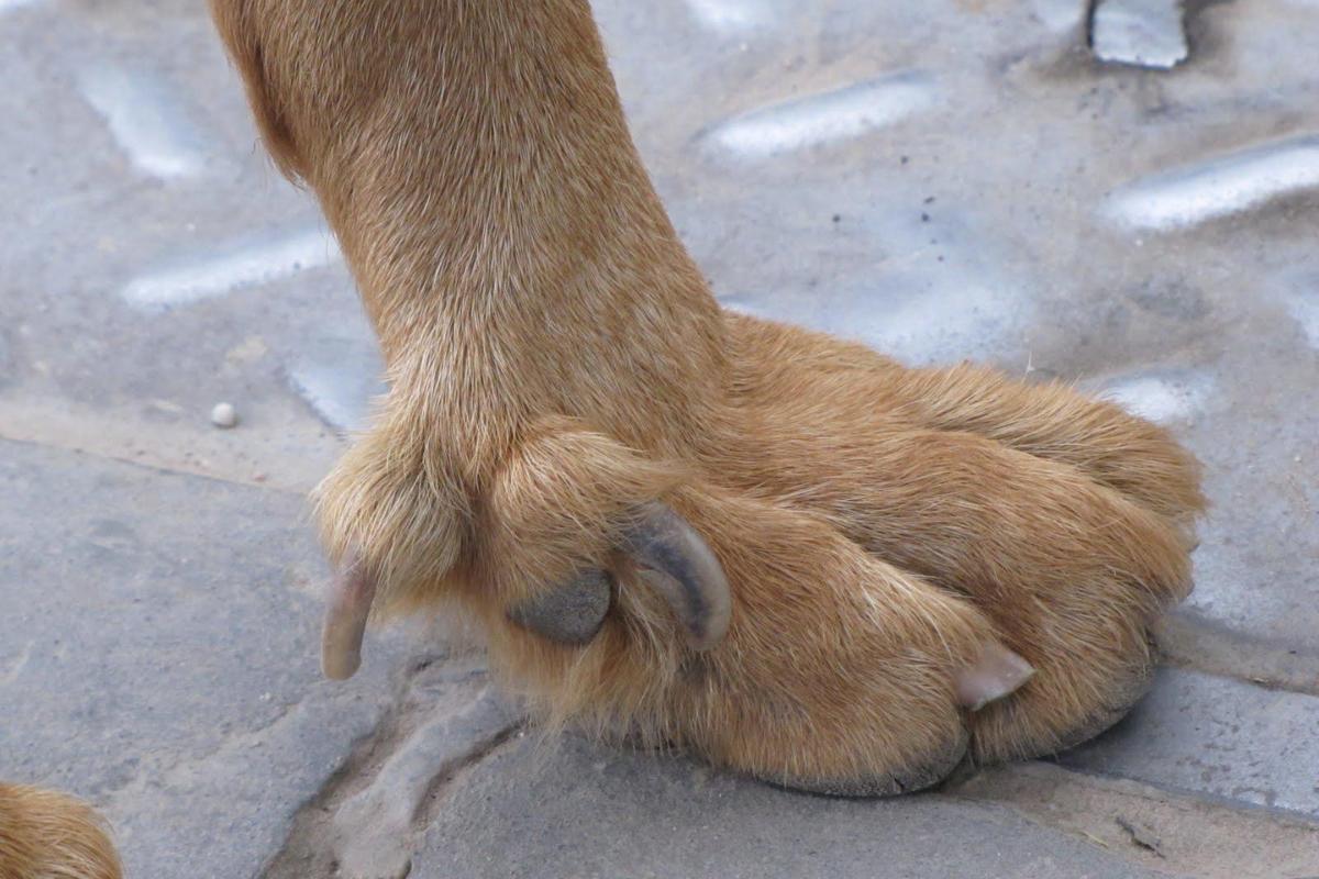 My Dog Has an Extra Toe on Its Back Leg
