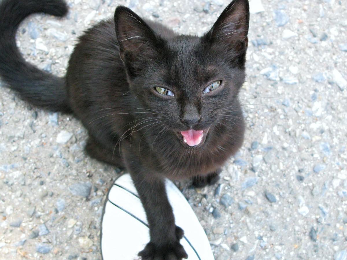My Cat Has Lost Their Voice