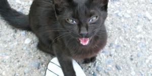 My Cat Has Lost Their Voice