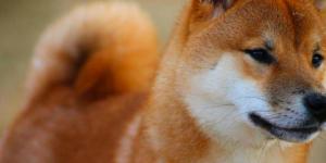 Native Asian Dog Breeds