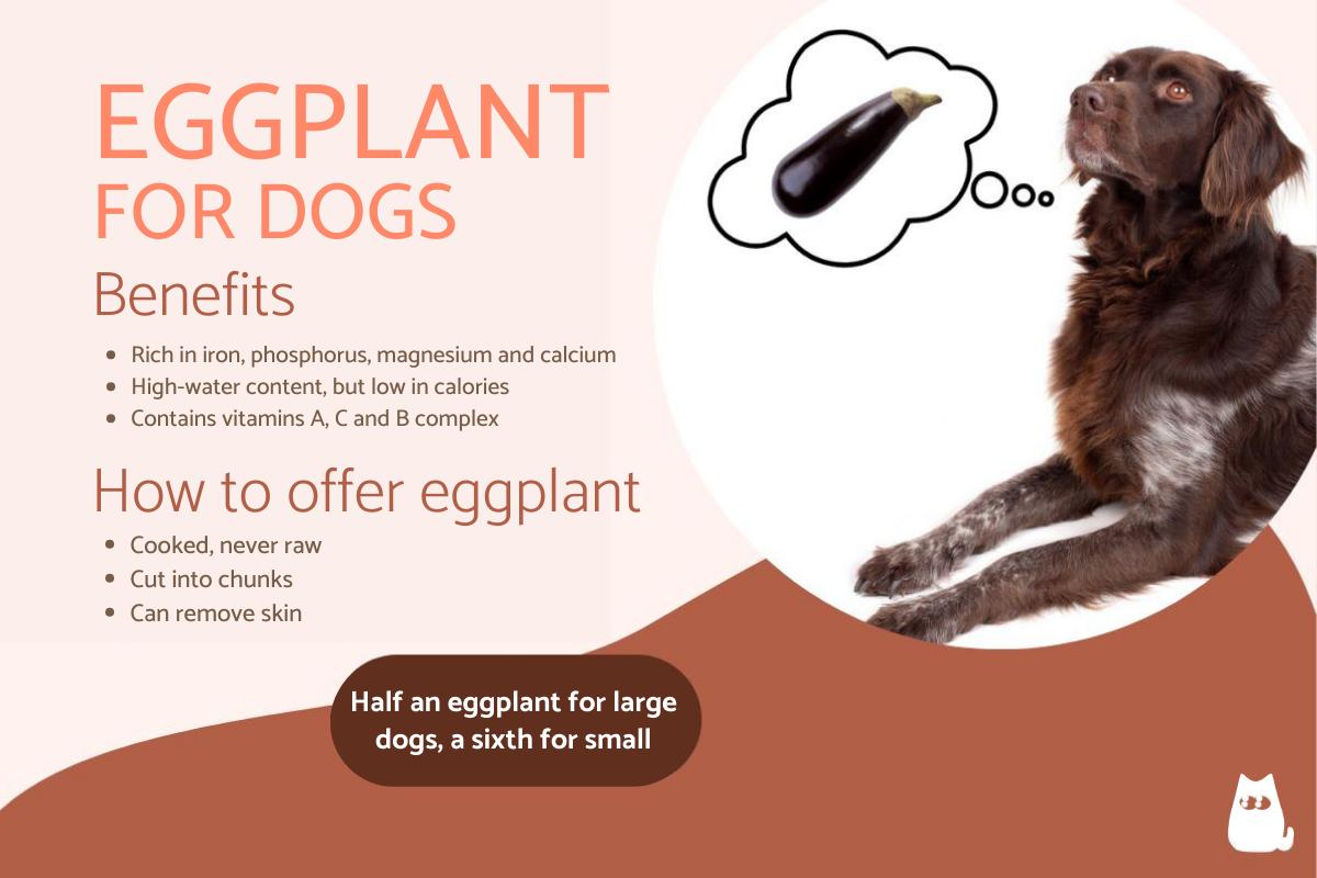 Can Dogs Have Eggplant?