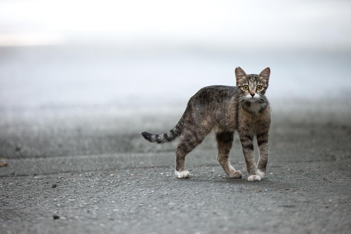 Differences Between Feral and Wild Cats