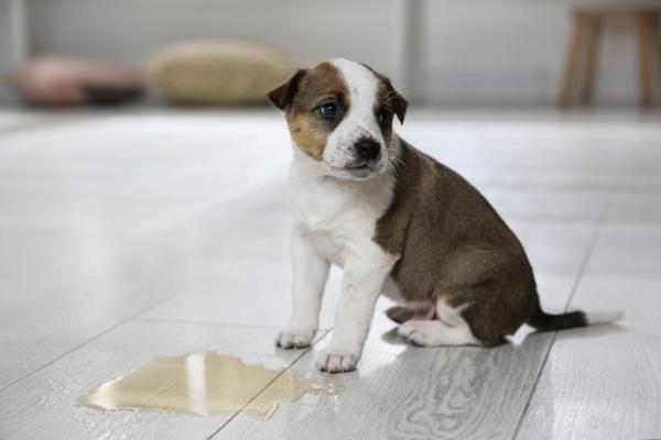 My Dog Pees a Little While Sleeping - Urinary tract infection 