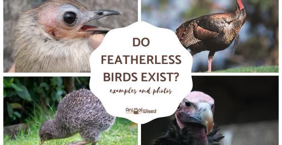 Do Featherless Birds Exist?