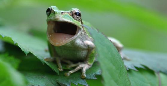 Do Frogs Have Teeth?