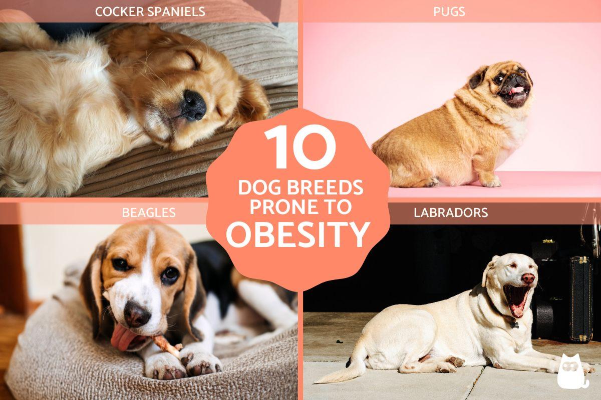 Dogs Breeds Prone to Obesity