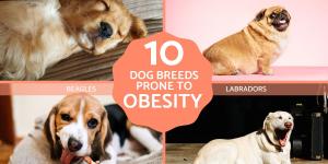 Dogs Breeds Prone to Obesity