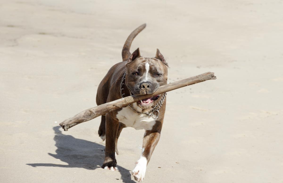 How to Make a Pit Bull Release its Bite
